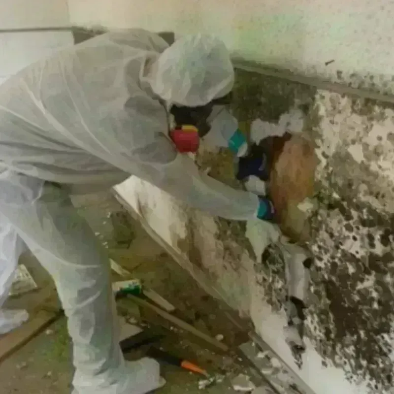 Mold Remediation and Removal in Madison, WI